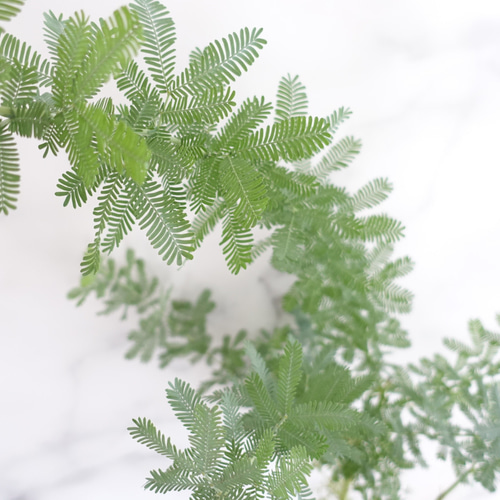 バーセリア&三角葉アカシア100cm鉢植苗木 シルバーリーフミモザアカシア f5d5d009725106579243c116cda8ea