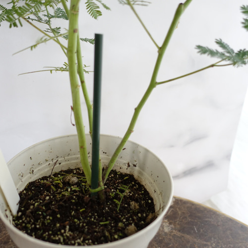 現品限り オージープランツ 三角葉アカシア100cm鉢植苗木