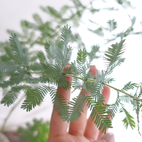 バーセリア&三角葉アカシア100cm鉢植苗木 シルバーリーフミモザアカシア f5d5d009725106579243c116cda8ea