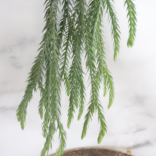 オシャレ◎フペルジア ゴエベリー シダ植物 観葉植物 吊り下げ