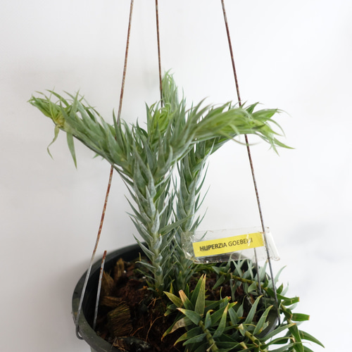 オシャレ◎フペルジア ゴエベリー シダ植物 観葉植物 吊り下げ