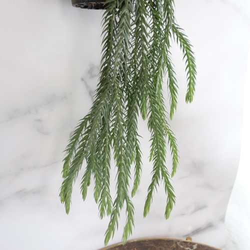 オシャレ◎フペルジア ゴエベリー シダ植物 観葉植物 吊り下げ