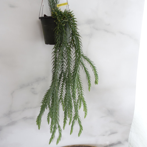 オシャレ◎フペルジア ゴエベリー シダ植物 観葉植物 吊り下げ
