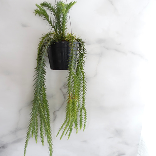 オシャレ◎フペルジア ゴエベリー シダ植物 観葉植物 吊り下げ