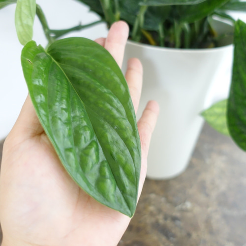ボリューム◎モンステラ ジェイドシャトルコック 観葉植物 希少 ボリューム◎モンステラ ジェイドシャトルコック 観葉植物 希少