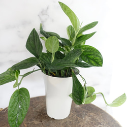 ボリューム◎モンステラ ジェイドシャトルコック 観葉植物 希少 レア