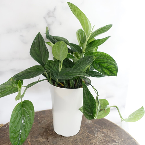 ボリューム◎モンステラ ジェイドシャトルコック 観葉植物 希少 レア