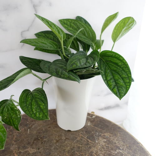 タワー仕立ての希少なモンステラ・ジェイドシャルトコック８号鉢 タワー仕立ての希少なモンステラ・ジェイドシャルトコック8号鉢