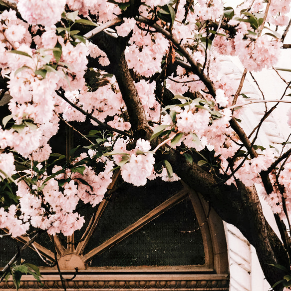 アートポスター 北欧風 桜 くすみピンク クラシカルな木の扉 フォトアート インテリアポスター おしゃれ 2枚セット 4枚目の画像