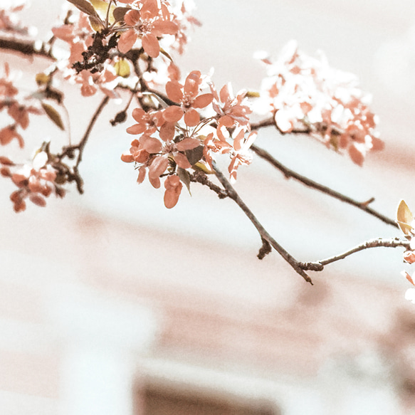 アートポスター 北欧風 桜 くすみピンク クラシカルな木の扉 フォトアート インテリアポスター おしゃれ 2枚セット 5枚目の画像