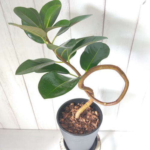 現品】フランスゴム曲がり 人気フィカス観葉植物 ゴムの木 個性的な樹