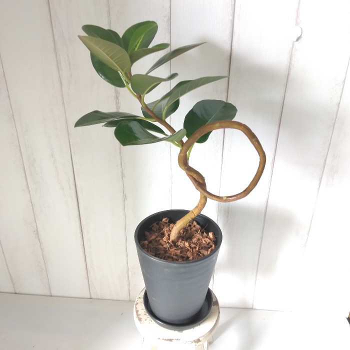 現品 フィカス ゴムの木 ベリーリーフ 曲がり 観葉植物 フィカスベリー