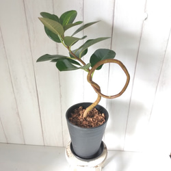 現品】フランスゴム曲がり 人気フィカス観葉植物 ゴムの木 個性的な樹