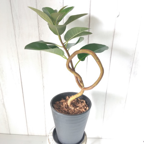 現品】フランスゴム曲がり 人気フィカス観葉植物 ゴムの木 個性