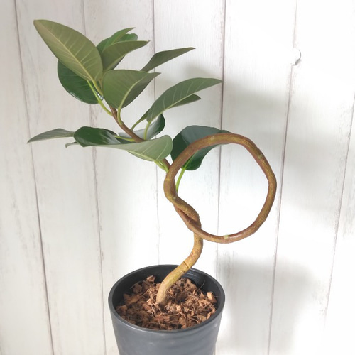 現品　フィカス　フランスゴムの木　フランスゴム　曲がり　③　観葉植物　インテリア 現品】フランスゴム曲がり 人気フィカス観葉植物 ゴムの木 個性
