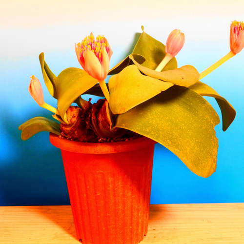 9-21 多肉植物 貴重品 ハエマンサス 赤花 4バルブ 大株仕立て 多肉植物  