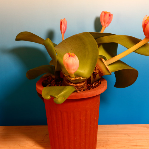 ハエマンサス 赤花