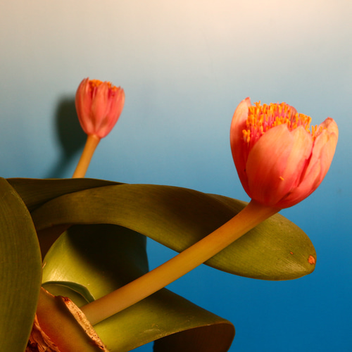 9-21 多肉植物 貴重品 ハエマンサス 赤花 4バルブ 大株仕立て 多肉植物  