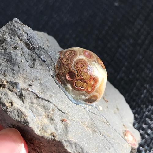 ゴビ石−988 眼石 鉱物標本 【公式通販】