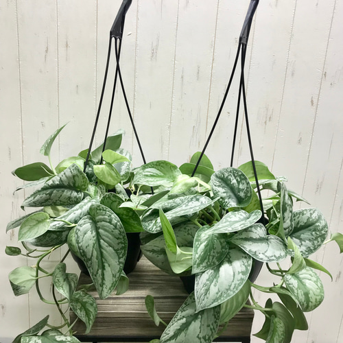 シルバー迷彩♡ Scindapsus pictus 'Trebie'スキンダプサス トレビー 7