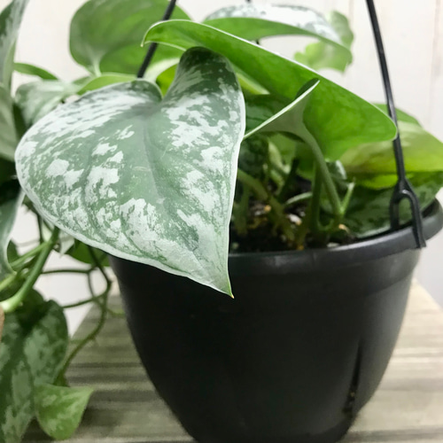 シルバー迷彩♡ Scindapsus pictus 'Trebie'スキンダプサス トレビー 7