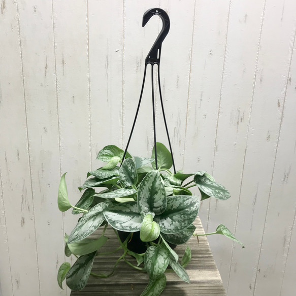 シルバー迷彩♡ Scindapsus pictus 'Trebie'スキンダプサス
