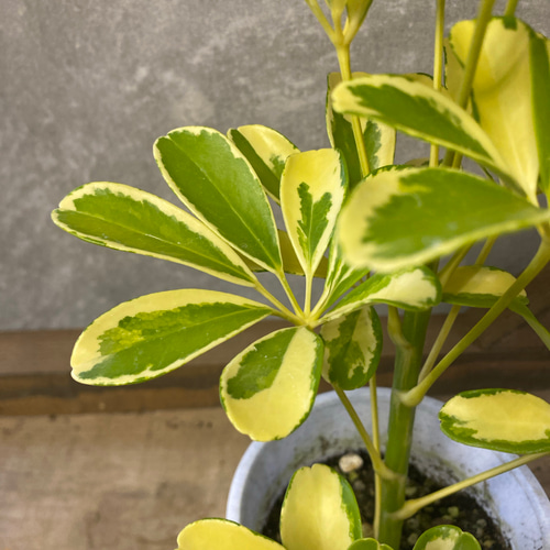 観葉植物 シェフレラ ハッピーイエロー アートフラワー plant