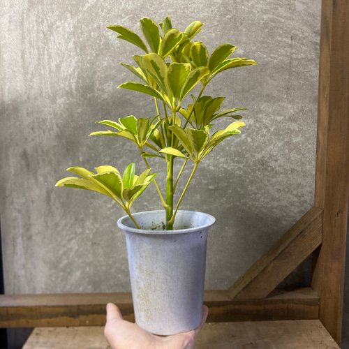 観葉植物 シェフレラ ハッピーイエロー アートフラワー plant