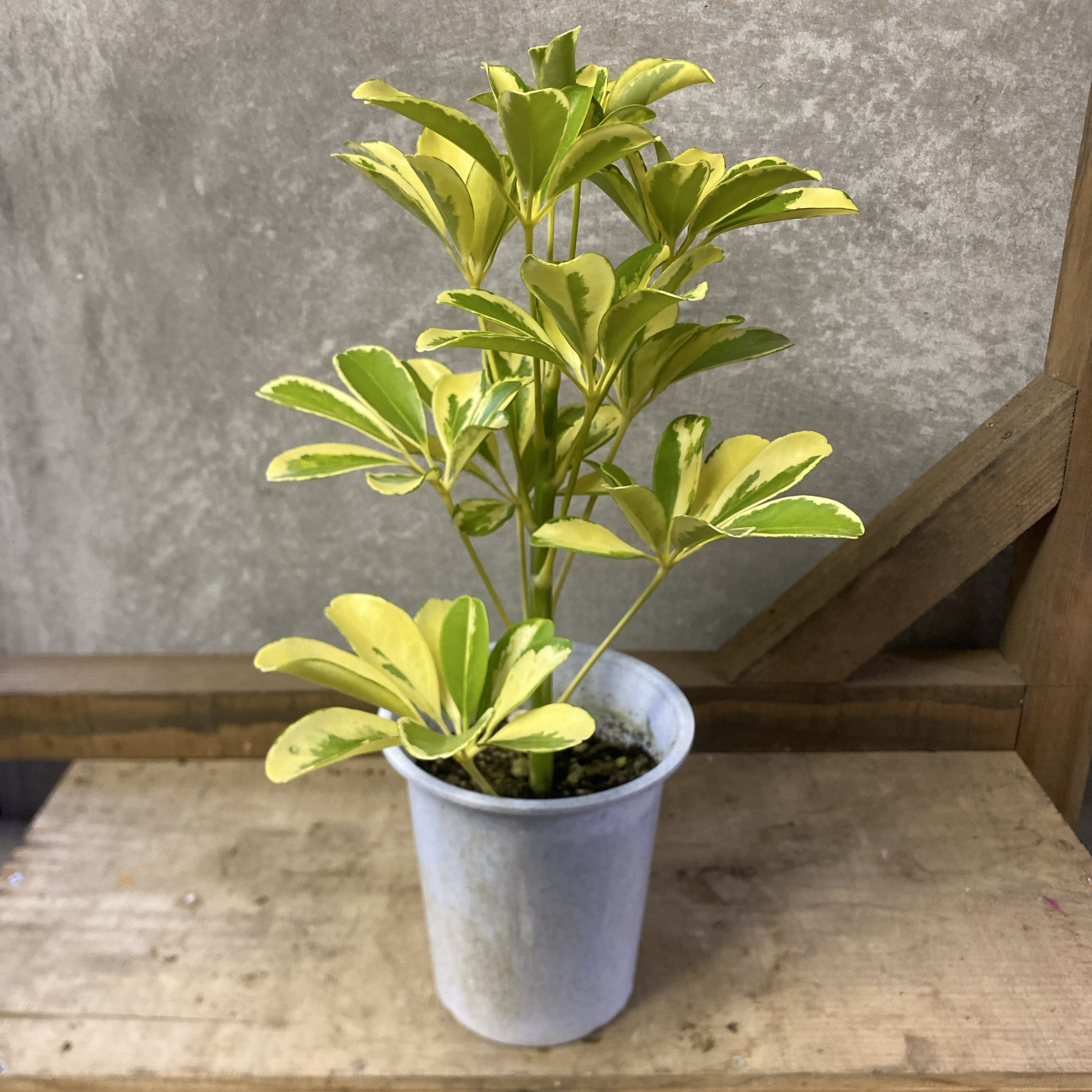シェフレラ・ハッピーイエロー シェフレラ・ハッピーイエロー まがりM | 観葉植物の通販 AND