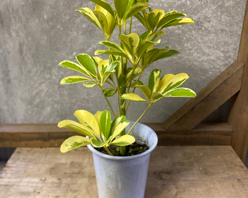 a6c1e9f1d3451b2033013677ff8664