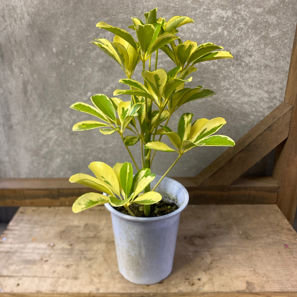 シェフレラ ハッピーイエロー 曲がり仕立て 観葉植物 観葉植物 シェフレラ ハッピーイエロー アートフラワー plant