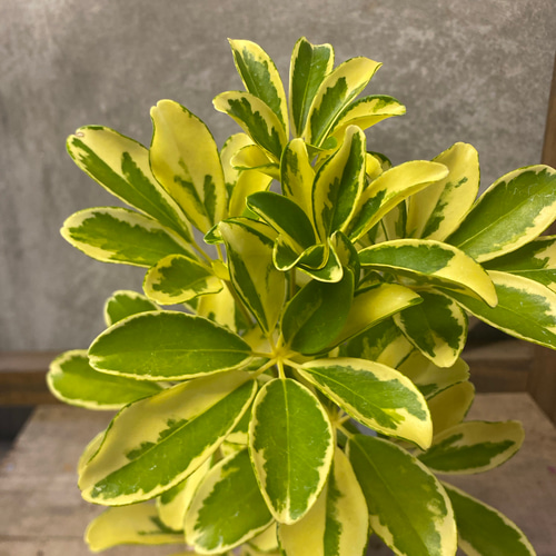 斑入り観葉植物❤︎シェフレラ ハッピーイエロー Amazon｜ITANSE シェフレラ ハッピーイエロー 4号 1個売り