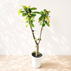 三段松 五葉松 樹齢11年 中品盆栽 鉢付き 盆栽 松工房 -Pine Workshop