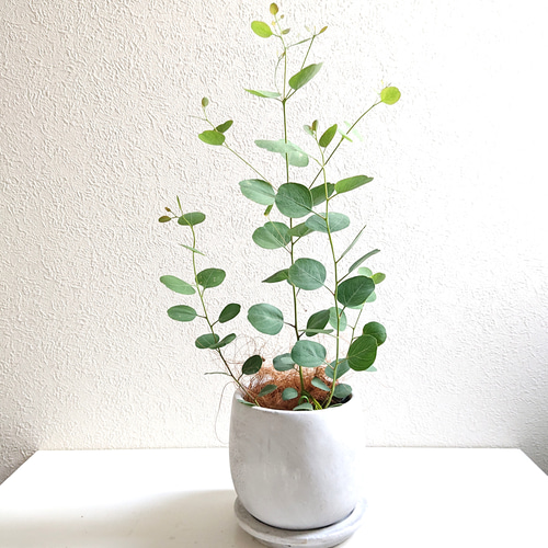 ぷりんこママ♡グレビレア　ラナマリー　ポット鉢植え　ユーカリポポラス ぷりんこママ♡グレビレア ラナマリー ポット鉢植え ユーカリポポラス