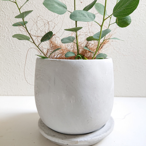 ユーカリ　ポポラス　鉢皿付き ユーカリ ポポラス 鉢皿付き dショッピング |ユーカリ（ポポラス