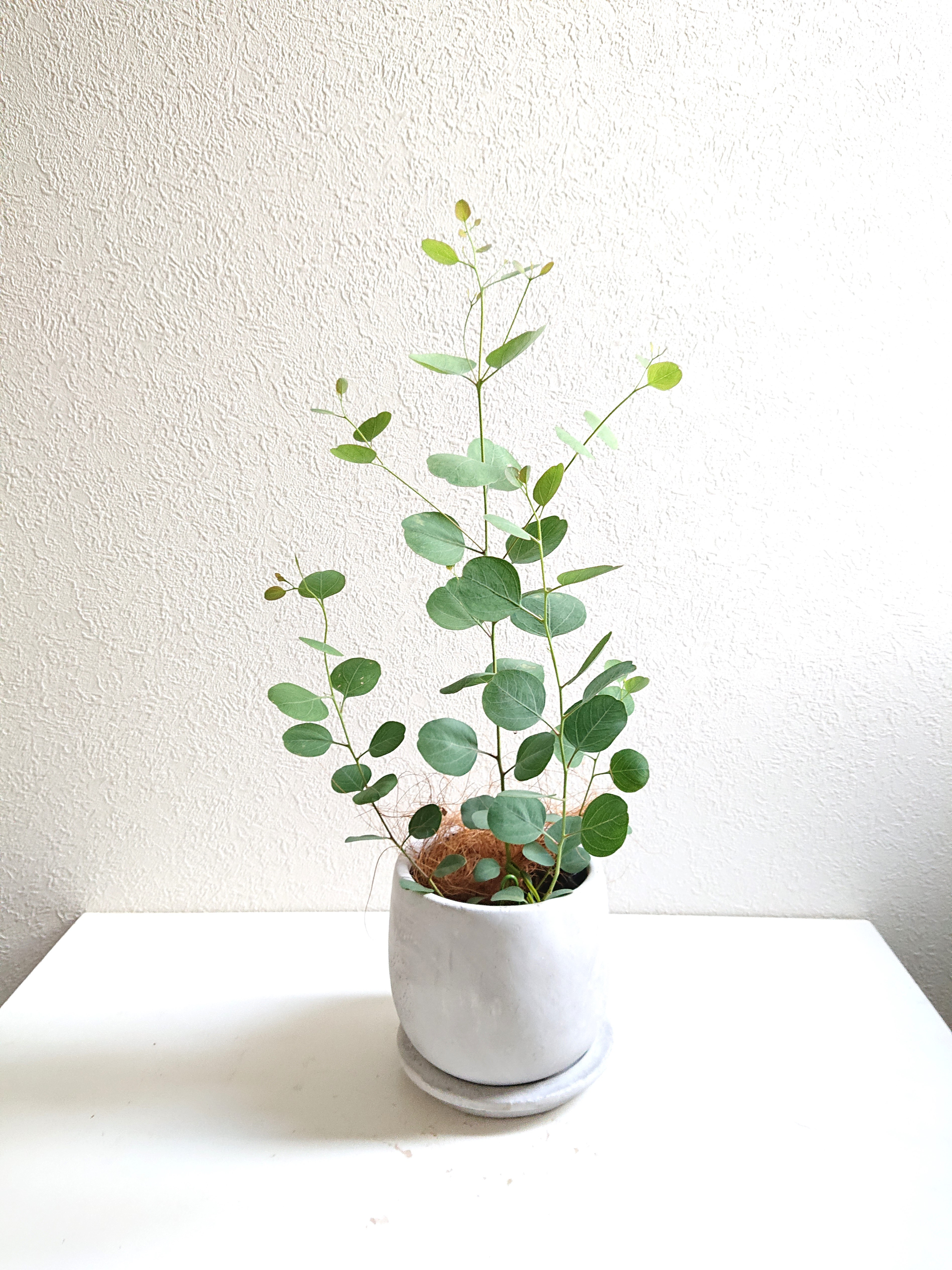 ぷりんこママ♡グレビレア ラナマリー ポット鉢植え ユーカリポポラス