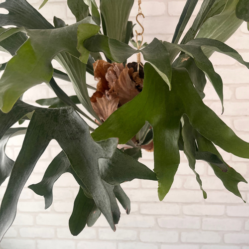 ビカクシダ コウモリラン 群生ビカクシダ流木付け 観葉植物 ハンギング