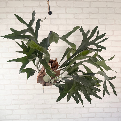 組み合わせた流木がカッコいい‼︎吊り下げインテリア　ビカクシダ　コウモリラン 大きめ ビカクシダ✴︎コウモリラン 吊り下げ流木インテリアの