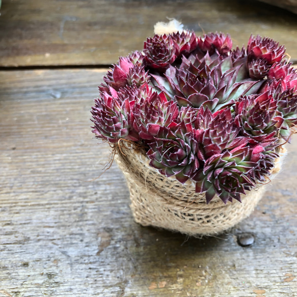 多肉植物 赤い子♡ レッド♡センペルビウム♡子株いっぱい♡多肉植物 アートフラワー パリ