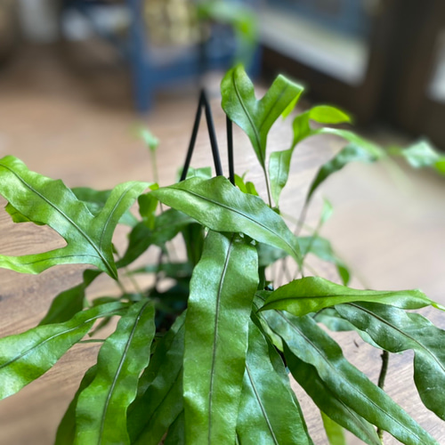 観葉植物】カンガルーファーン 5号 930 送料無料 その他インテリア雑貨