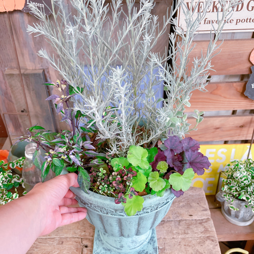 ラスト！お花も楽しめる♡【エレモフィラ寄せ植え】お洒落な