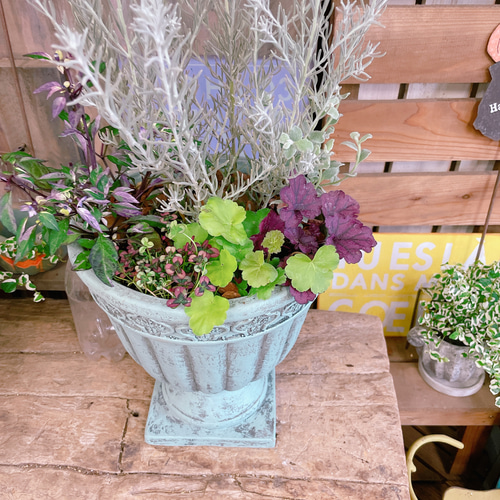 ラスト！お花も楽しめる♡【エレモフィラ寄せ植え】お洒落な