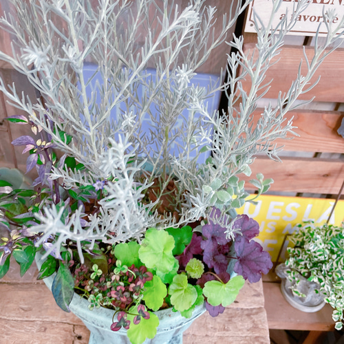 ラスト！お花も楽しめる♡【エレモフィラ寄せ植え】お洒落な