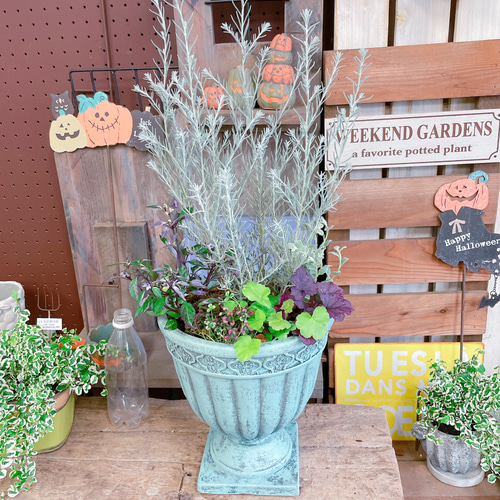 ラスト！お花も楽しめる♡【エレモフィラ寄せ植え】お洒落な