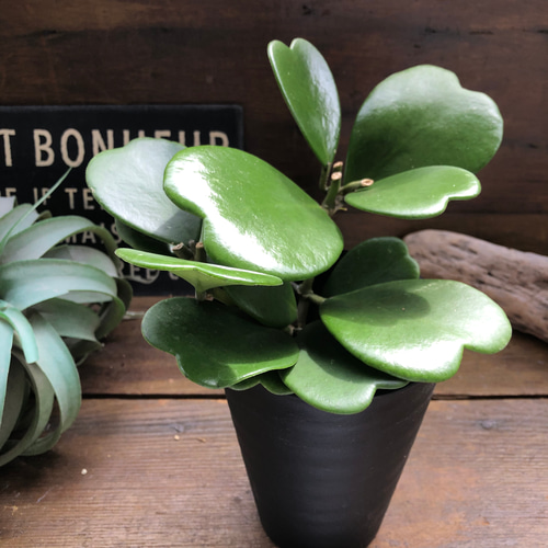 ハートホヤ♡ハートの葉っぱ♡多肉植物♡観葉植物 アート