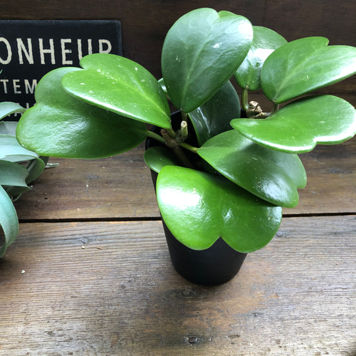 ハートホヤ♡ハートの葉っぱ♡多肉植物♡観葉植物 アート
