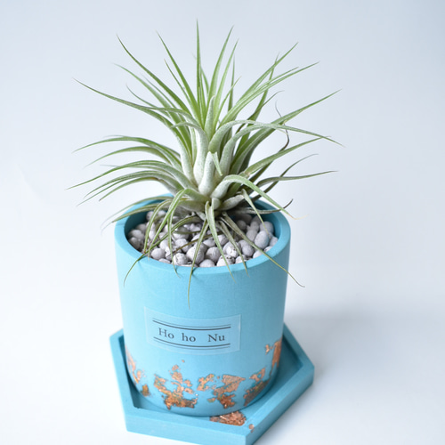 チランジア ジェスモナイト プランター セット トルコブルー （エア