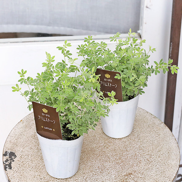 ⭐️⭐️⭐️ もふもふ⭐️⭐️⭐️ロータス　プリムストーン　抜き苗