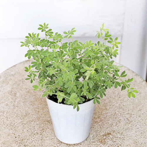 草花苗 ロータス ブリムストーン 2.5号 常緑 多年草 カラーリーフ 丈夫