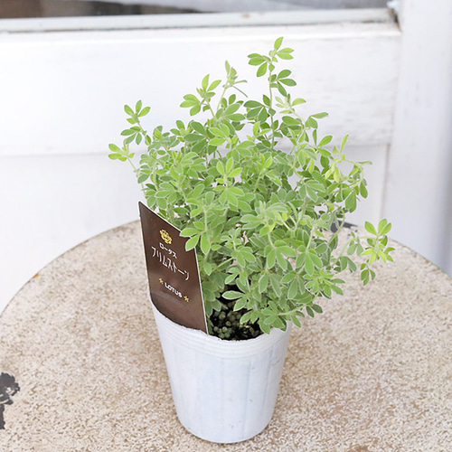 草花苗 ロータス ブリムストーン 2.5号 常緑 多年草 カラーリーフ 丈夫